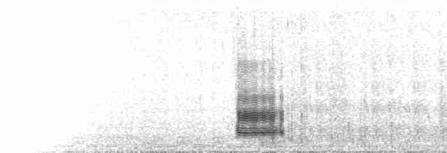  - Temminck's Courser