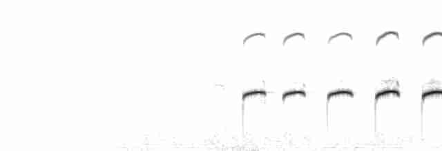  - Double-banded Courser