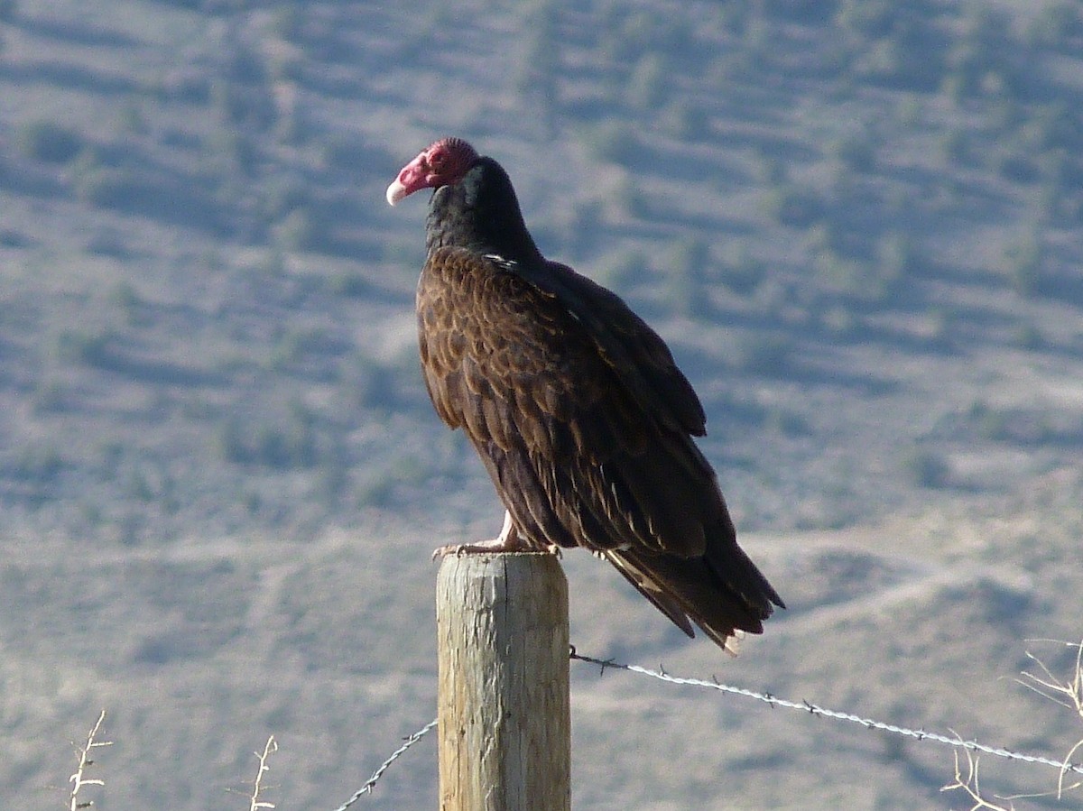 Turkey Vulture - Kenneth Stinchcomb