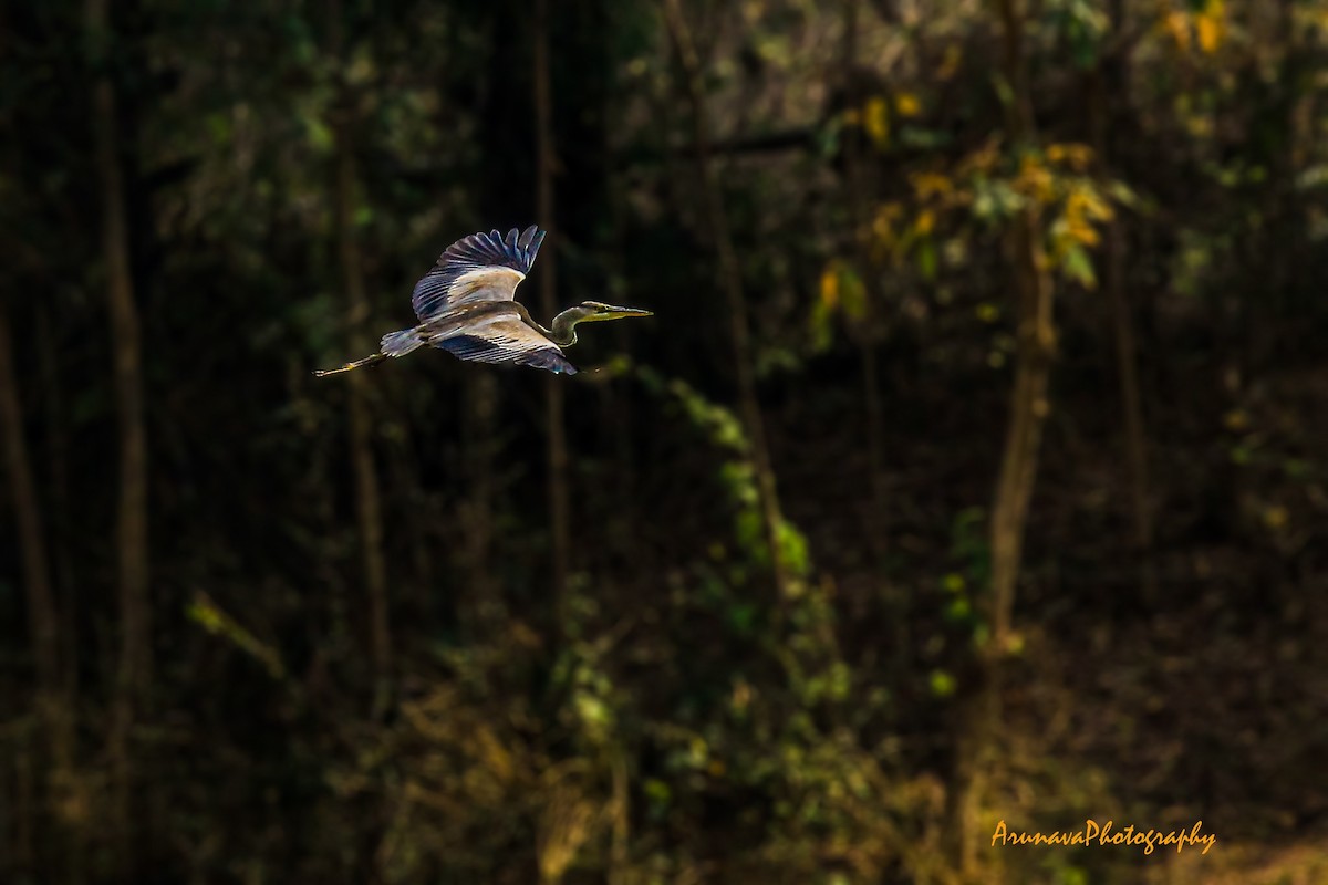 Gray Heron - Arunava Chattaraj