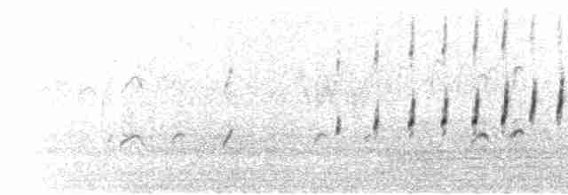  - Spectacled Guillemot