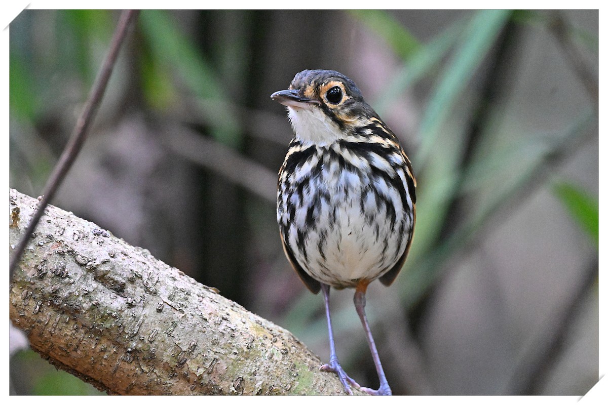 Streak-chested Antpitta (Eastern Panama) - André Lanouette
