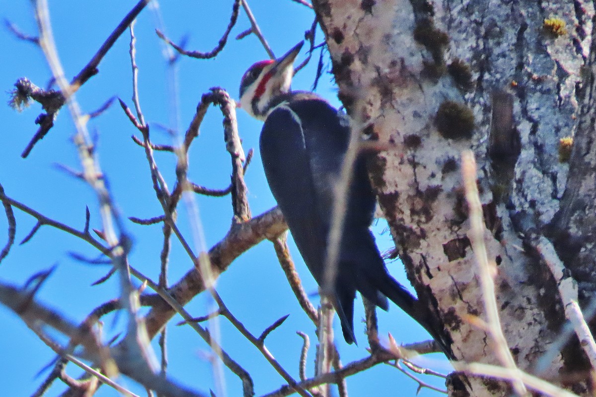 Pileated Woodpecker - ML545021701