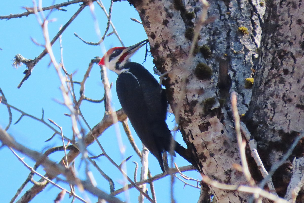 Pileated Woodpecker - ML545021711