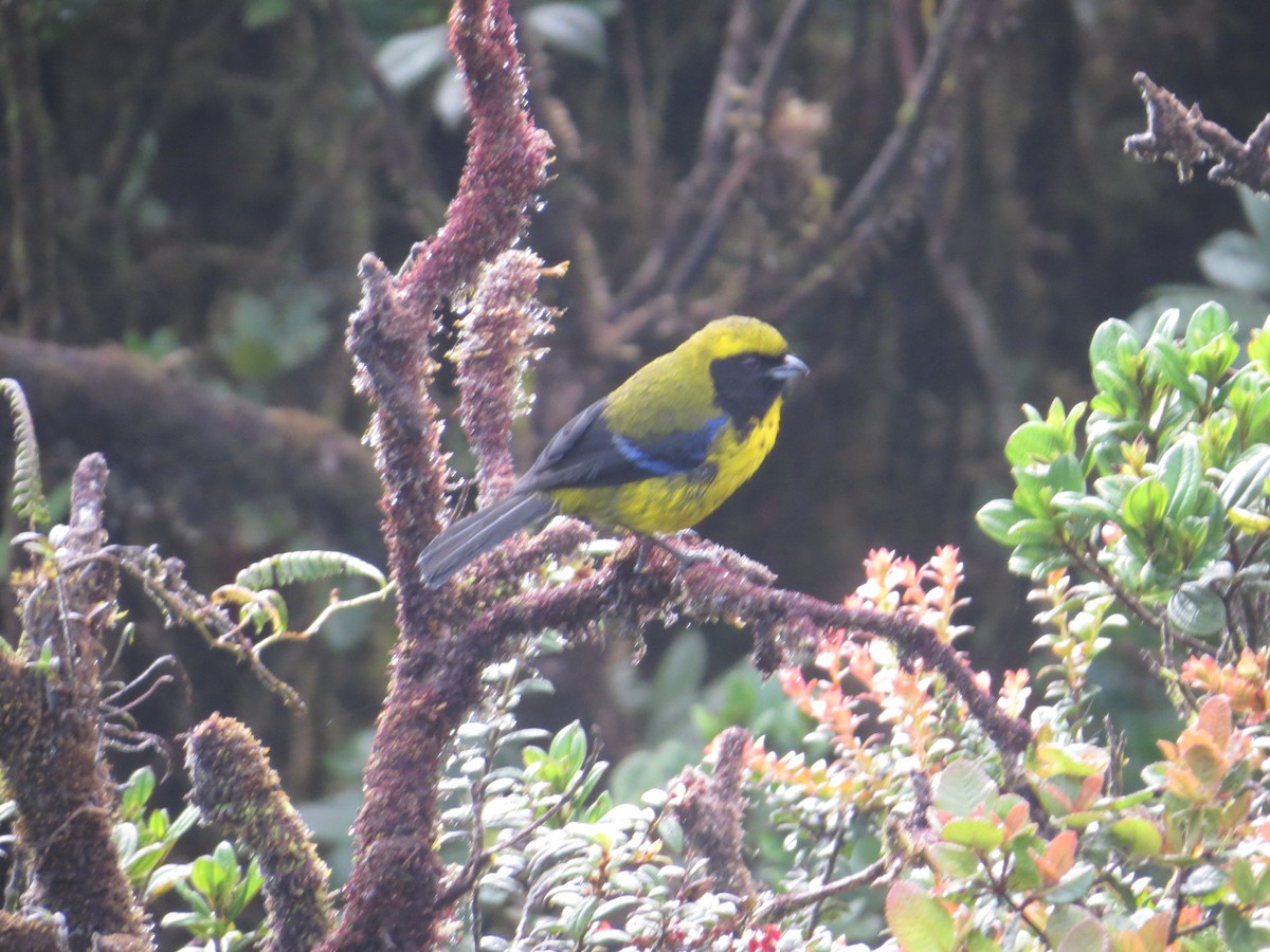 Masked Mountain Tanager - ML545022091