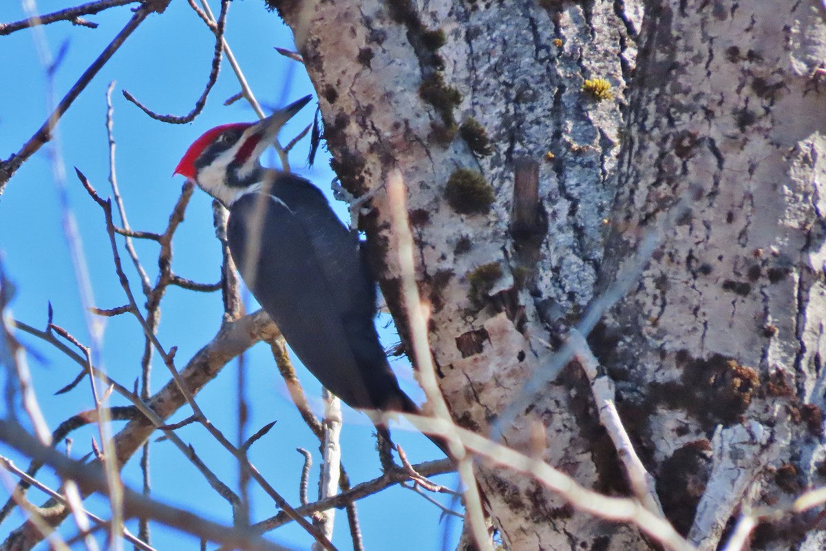 Pileated Woodpecker - ML545023811