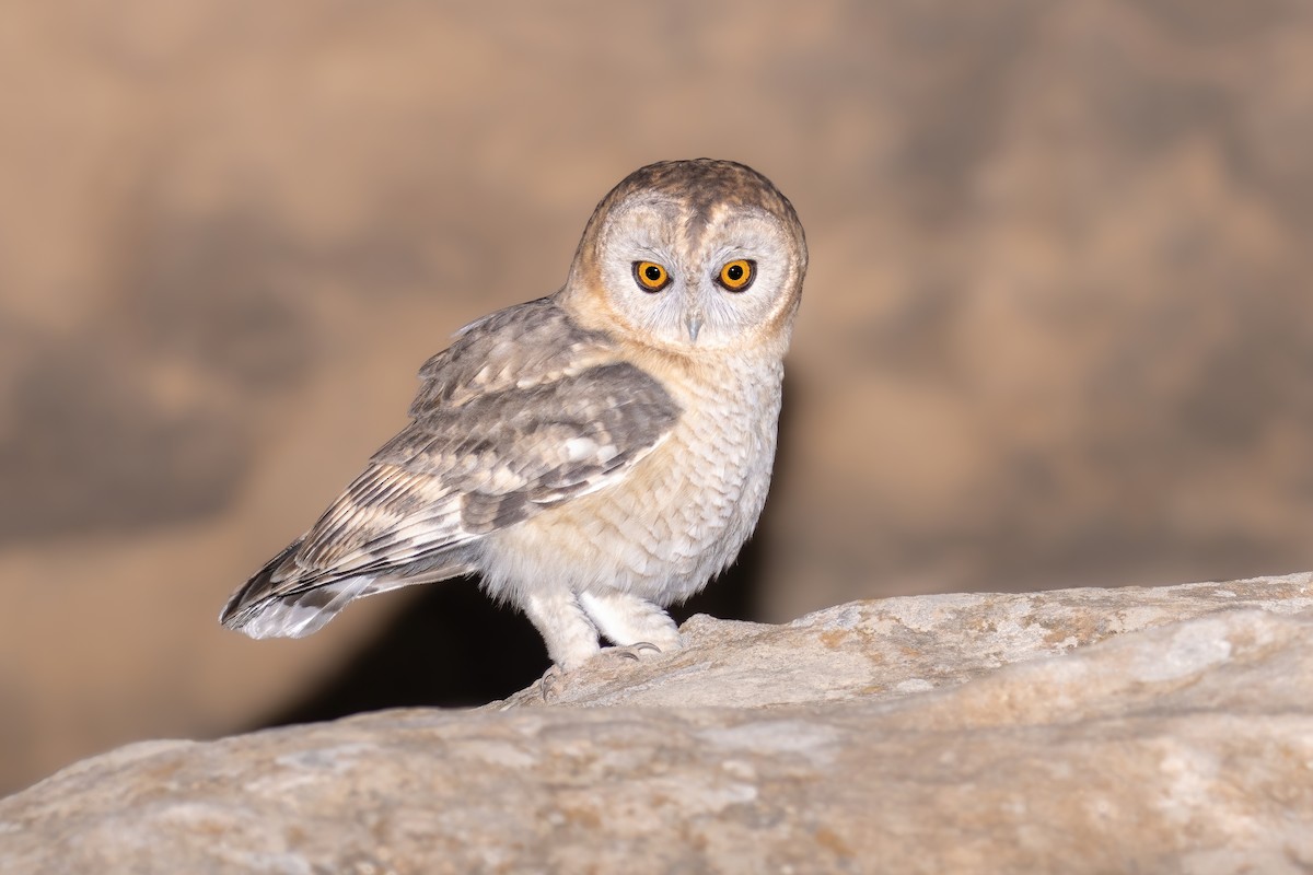 Desert Owl - ML545028721