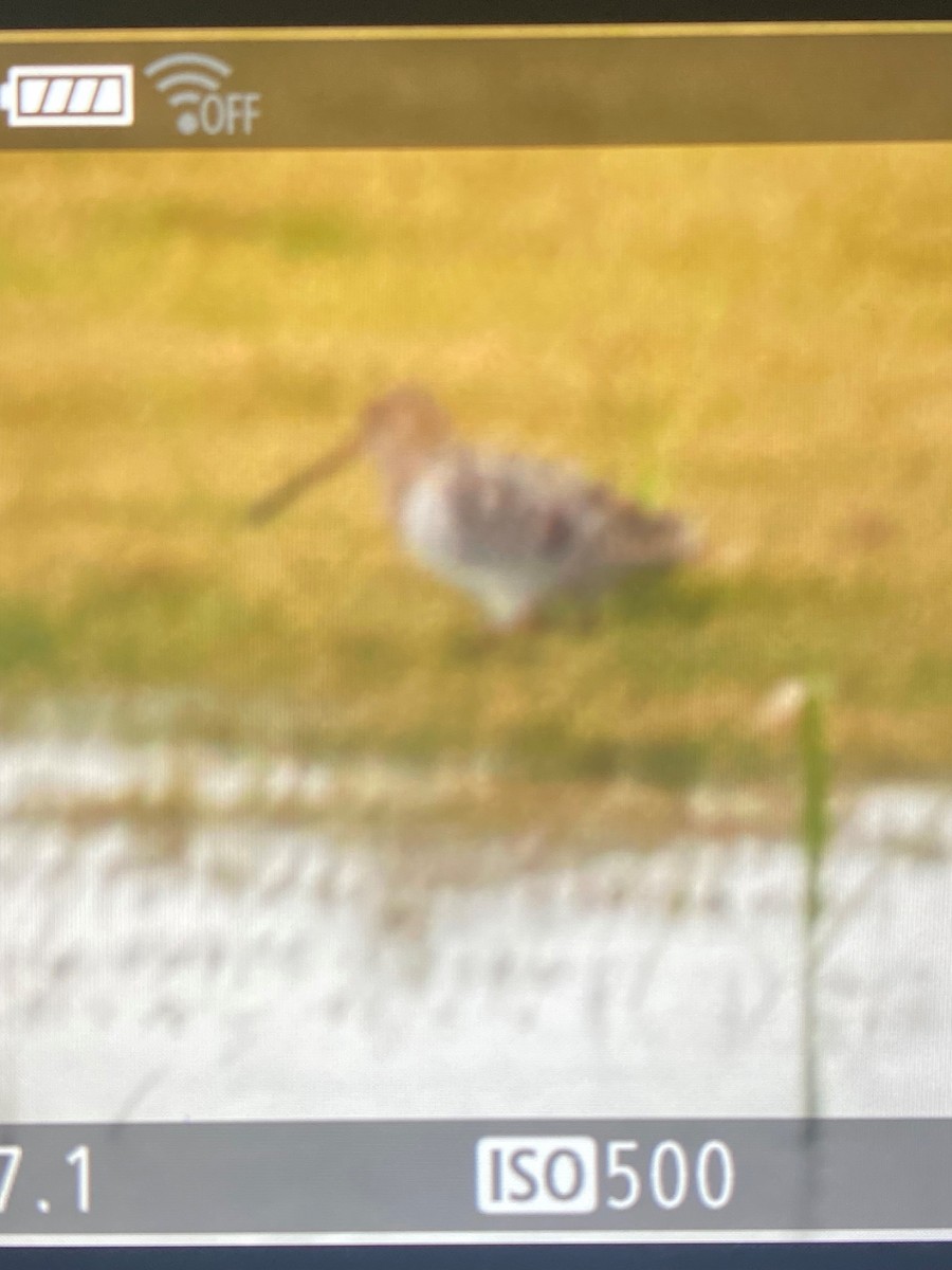 Long-billed Dowitcher - ML545030161