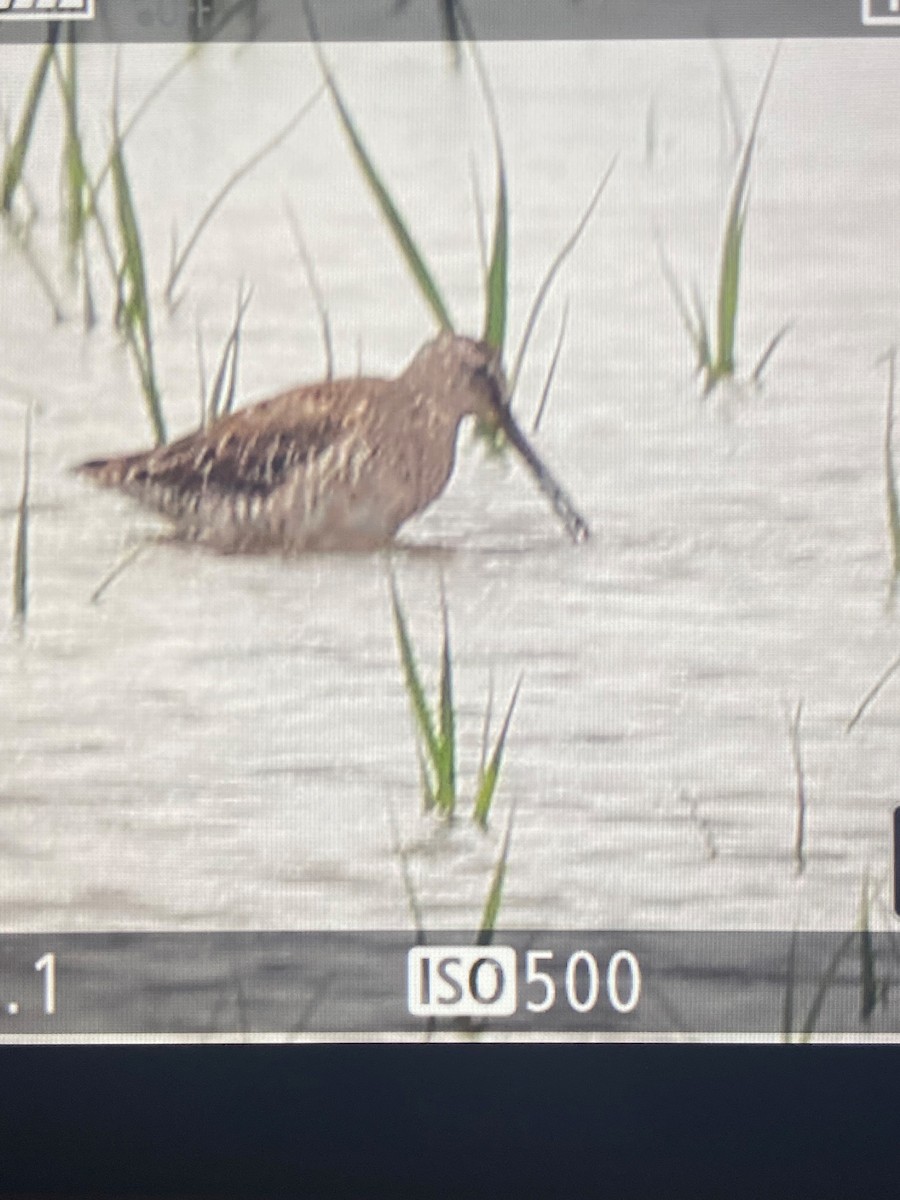 Long-billed Dowitcher - ML545030171