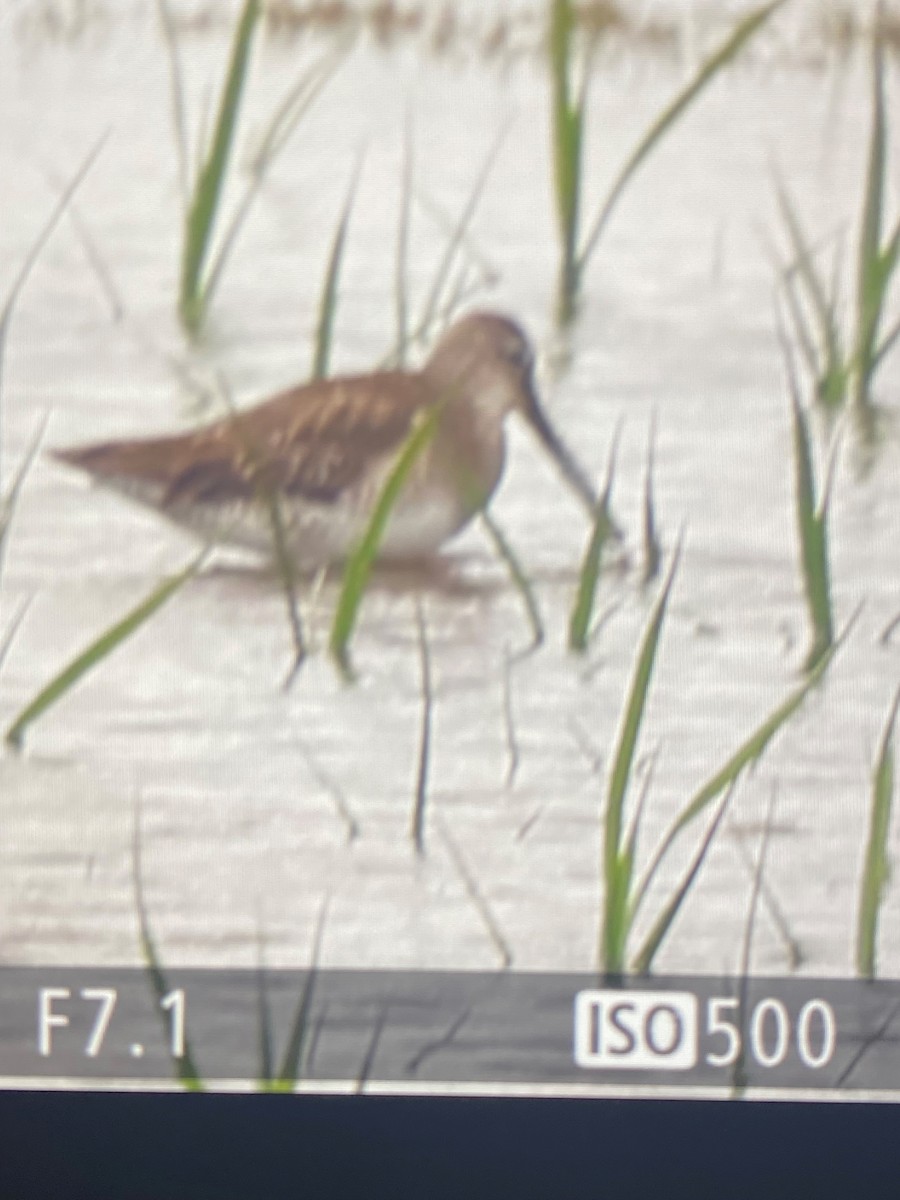 Long-billed Dowitcher - ML545030301