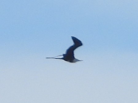 Magnificent Frigatebird - Rutger Koperdraad