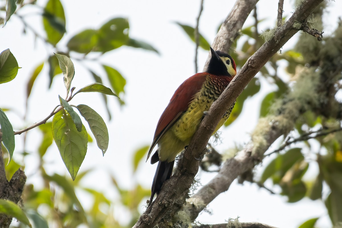 Crimson-mantled Woodpecker (Crimson-mantled) - Eric Ripma