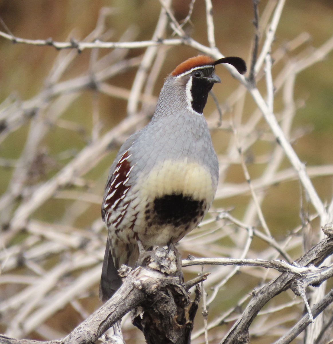 eBird Checklist 5 Mar 2023 Joshua Tree NPOasis Visitor Center 9