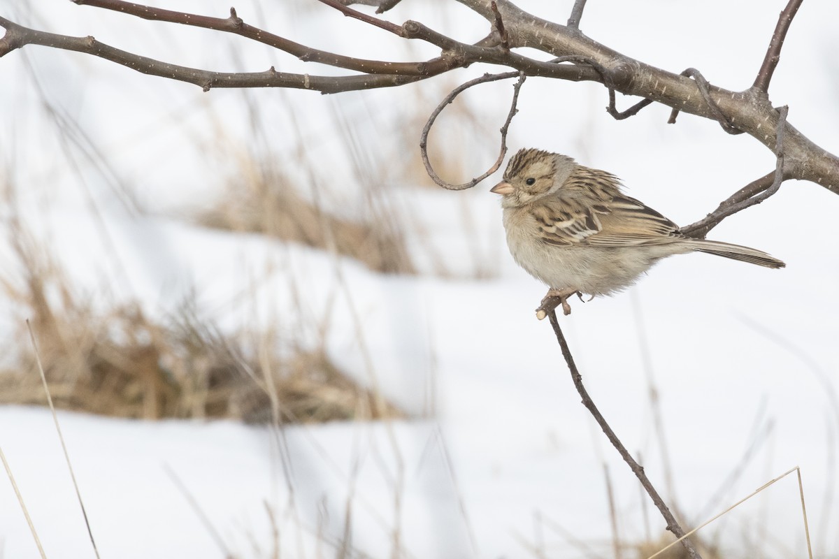 Clay-colored Sparrow - ML545034891