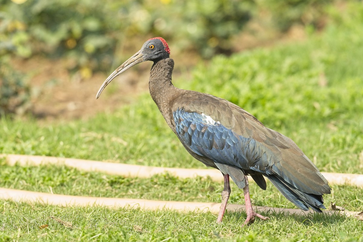 ibis bradavičnatý - ML545034941