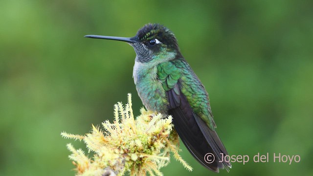 Talamanca Hummingbird - ML545035051