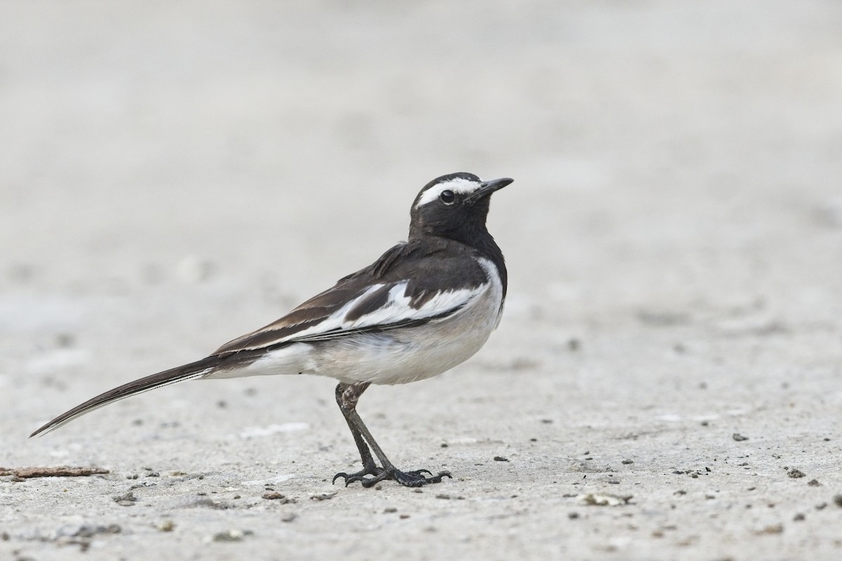 White-browed Wagtail - ML545036181