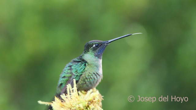 Talamanca Hummingbird - ML545037341
