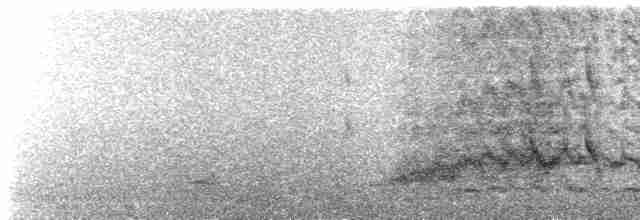  - Red-legged Cormorant