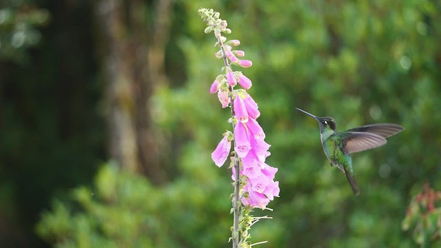 Talamanca Hummingbird - ML545041171
