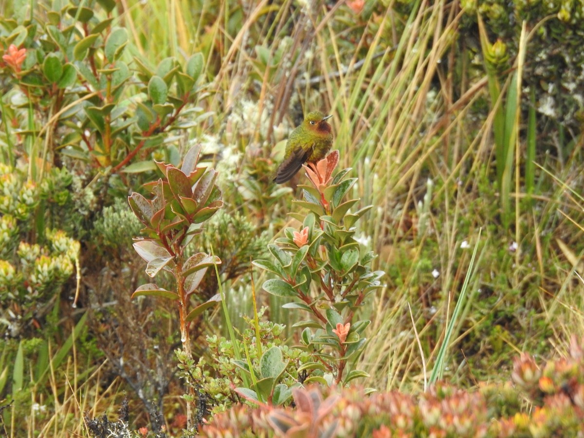 kolibřík rudohrdlý - ML545041391