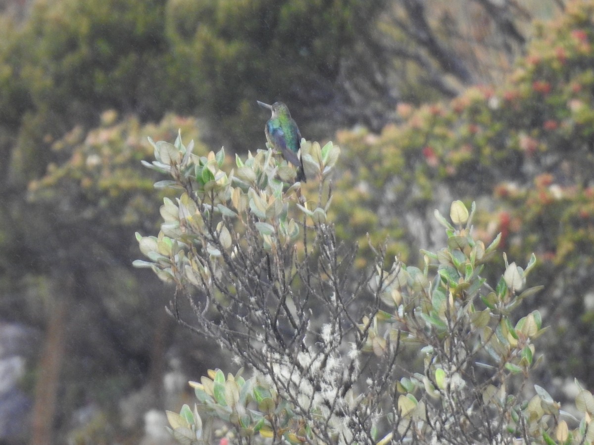 kolibřík modrolící - ML545041881