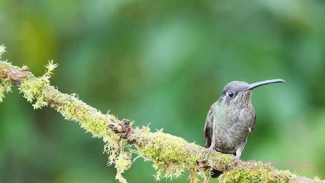 Talamanca Hummingbird - ML545045501