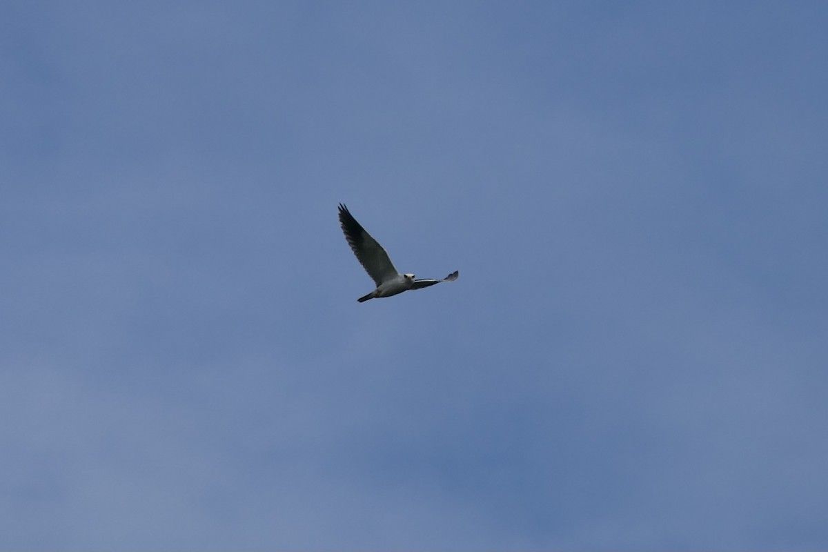 Black-winged Kite - ML545046041