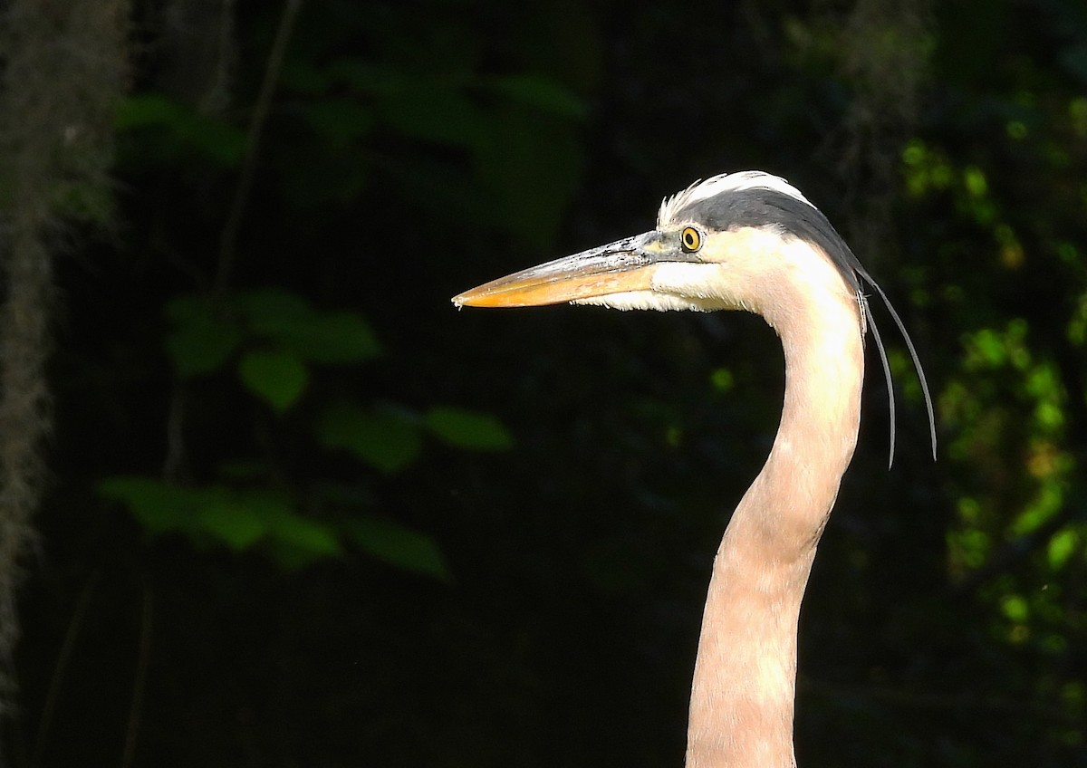 eBird Checklist 13 Mar 2023 Double Hammock Creek 23 species