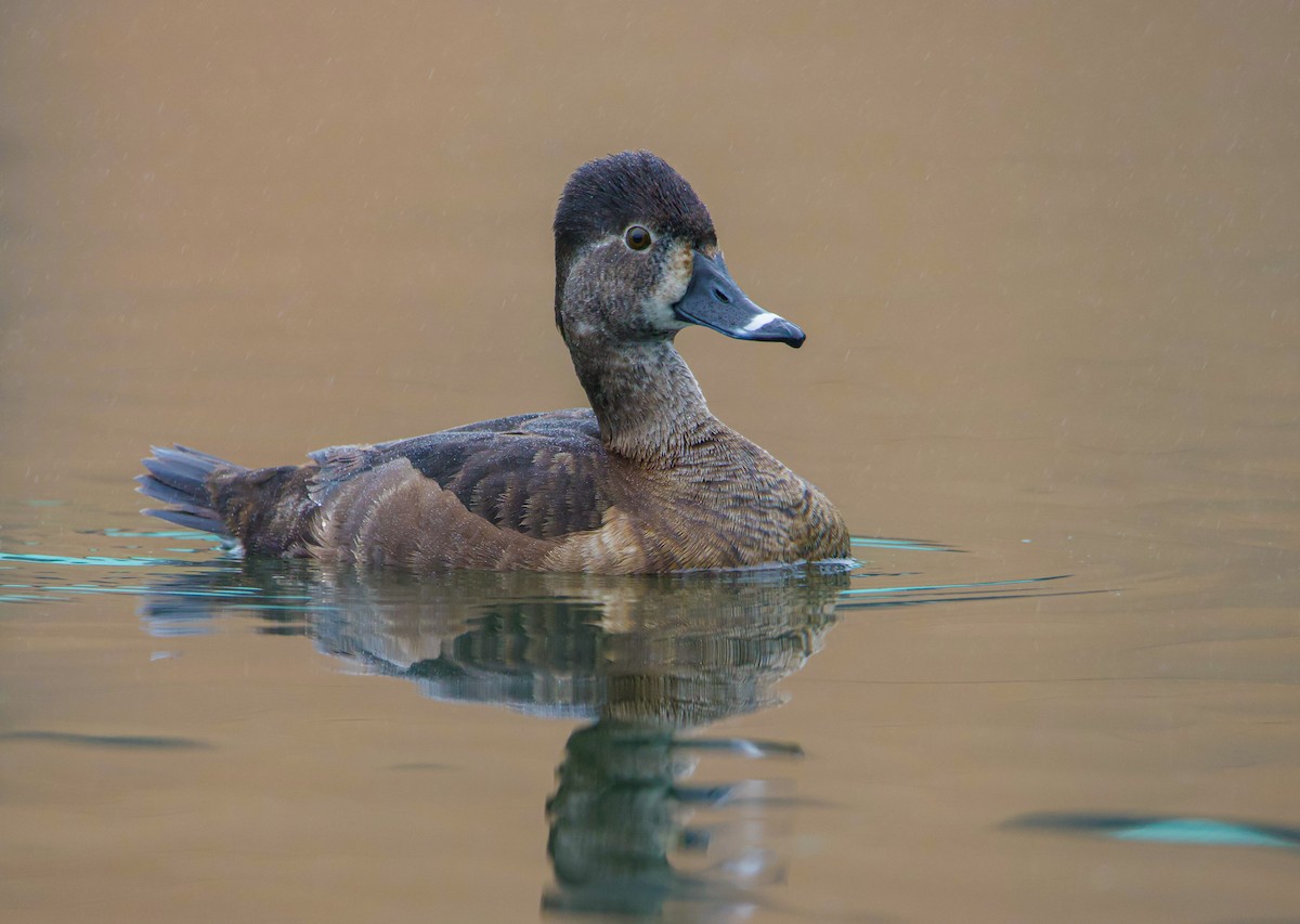 Ring-necked Duck - Braxton Landsman