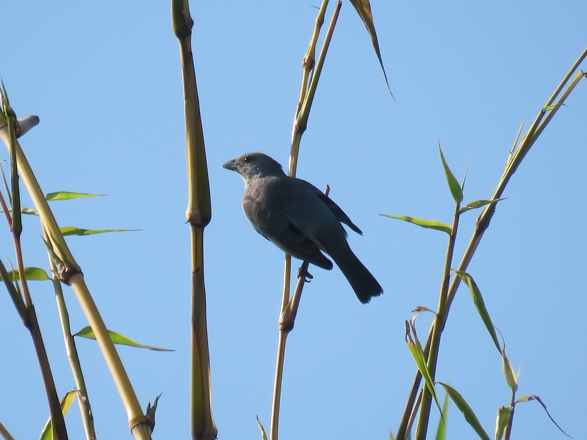 Glaucous Tanager - ML545048041