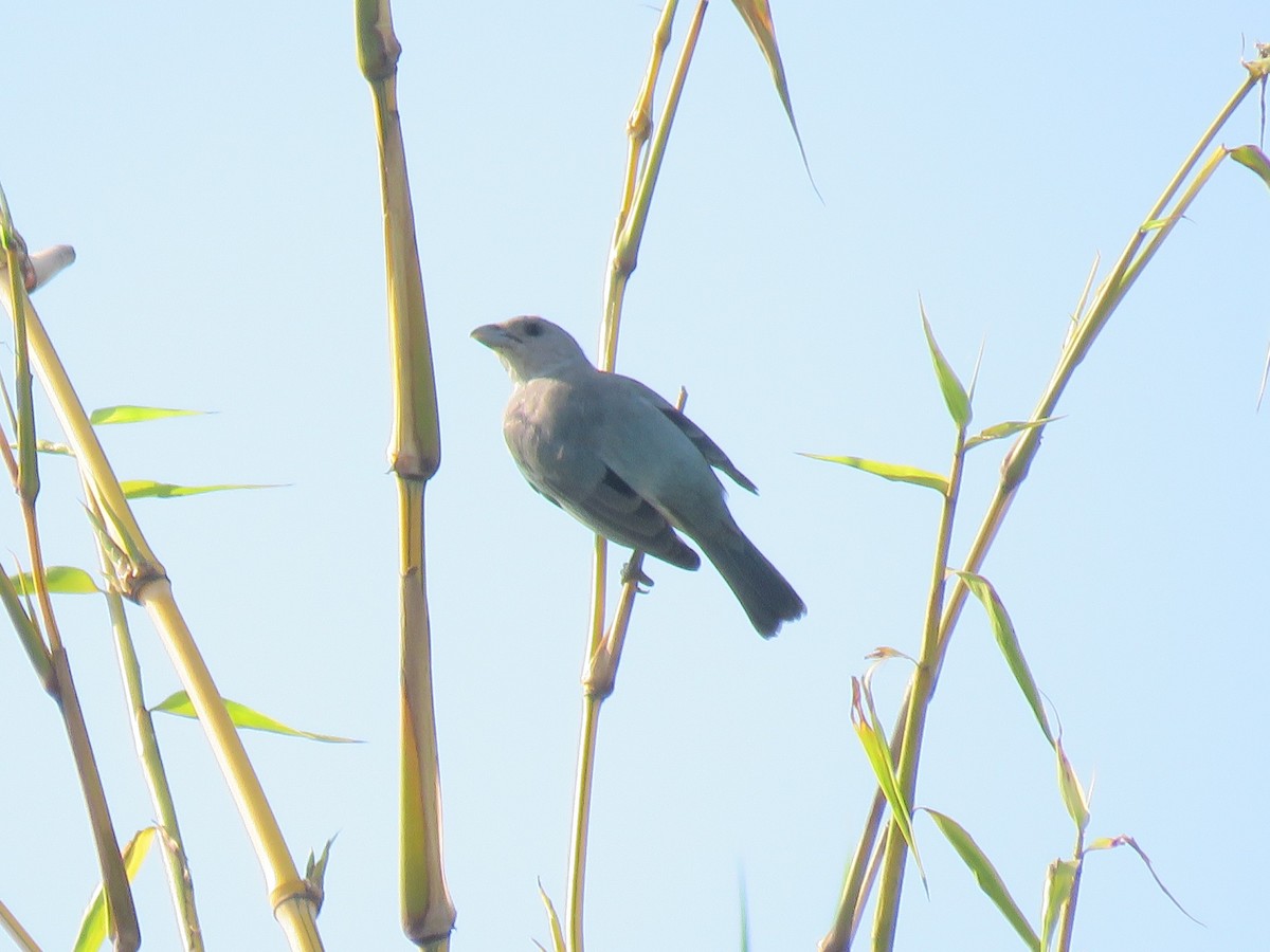 Glaucous Tanager - ML545048051