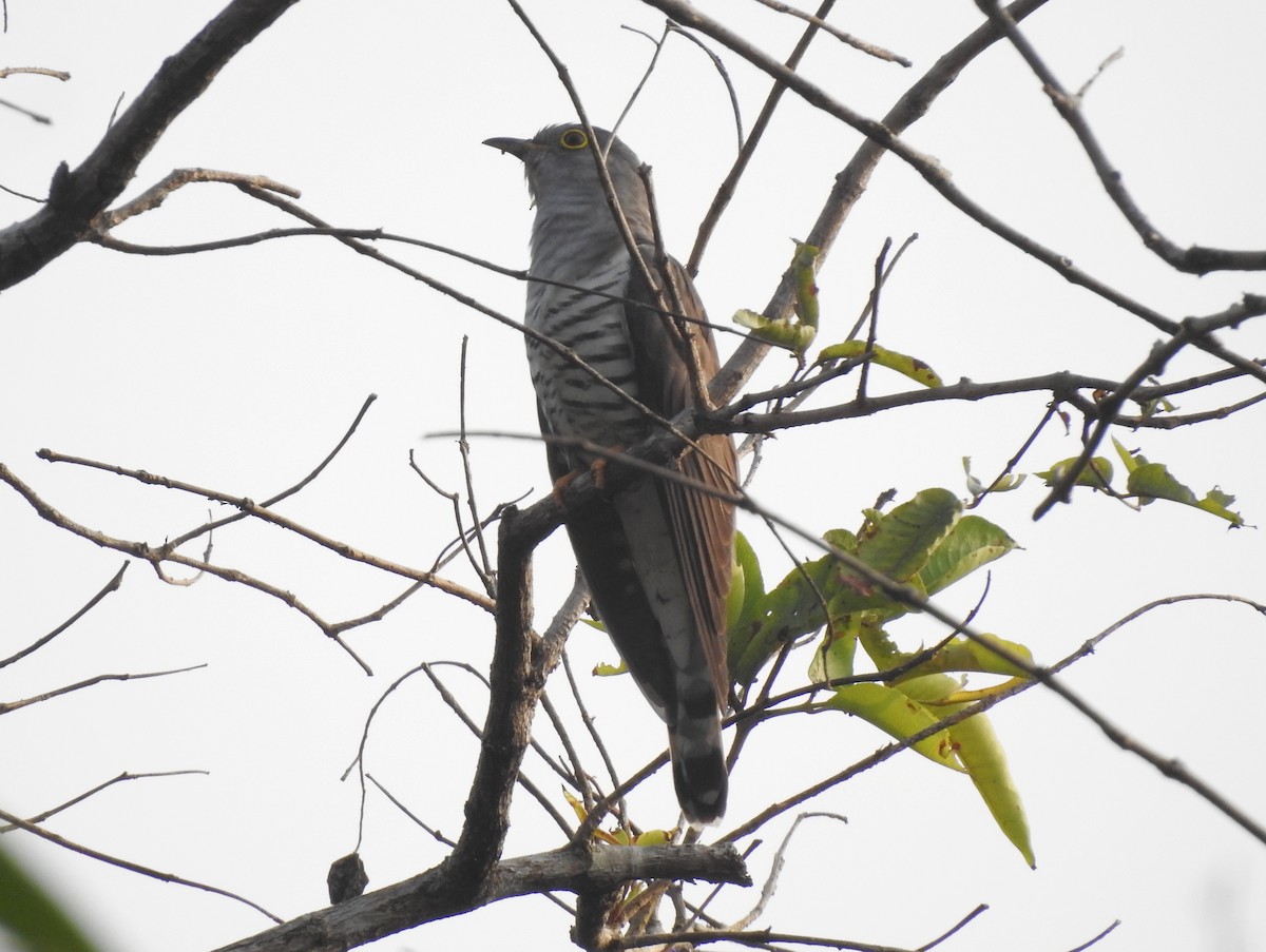 Indian Cuckoo - ML545048911