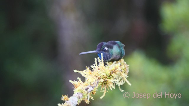 Talamanca Hummingbird - ML545062971