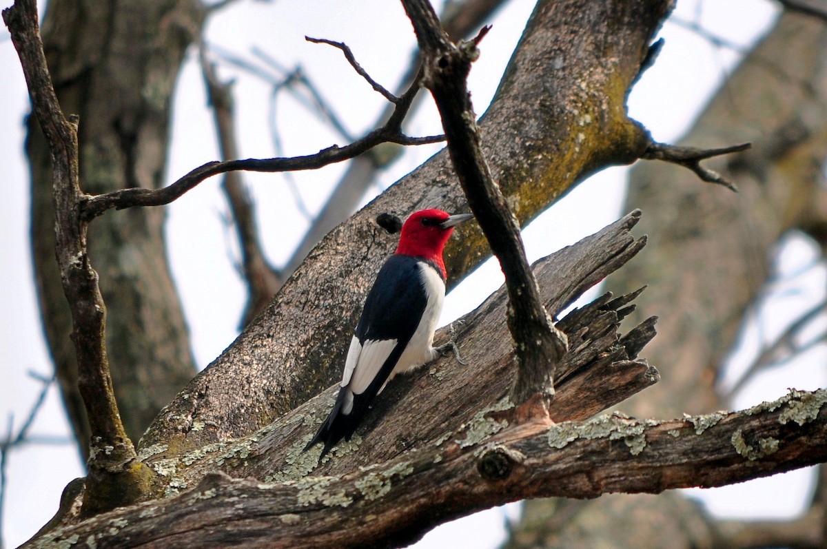 Red-headed Woodpecker - Drew Beamer