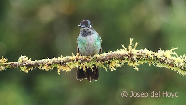Talamanca Hummingbird - ML545067621