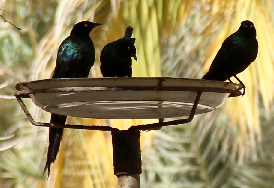 Long-tailed Glossy Starling - ML54506951