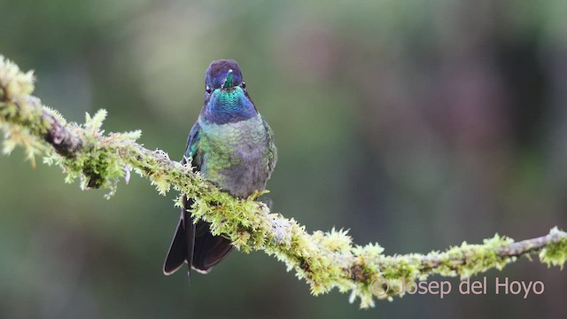 Talamanca Hummingbird - ML545071221