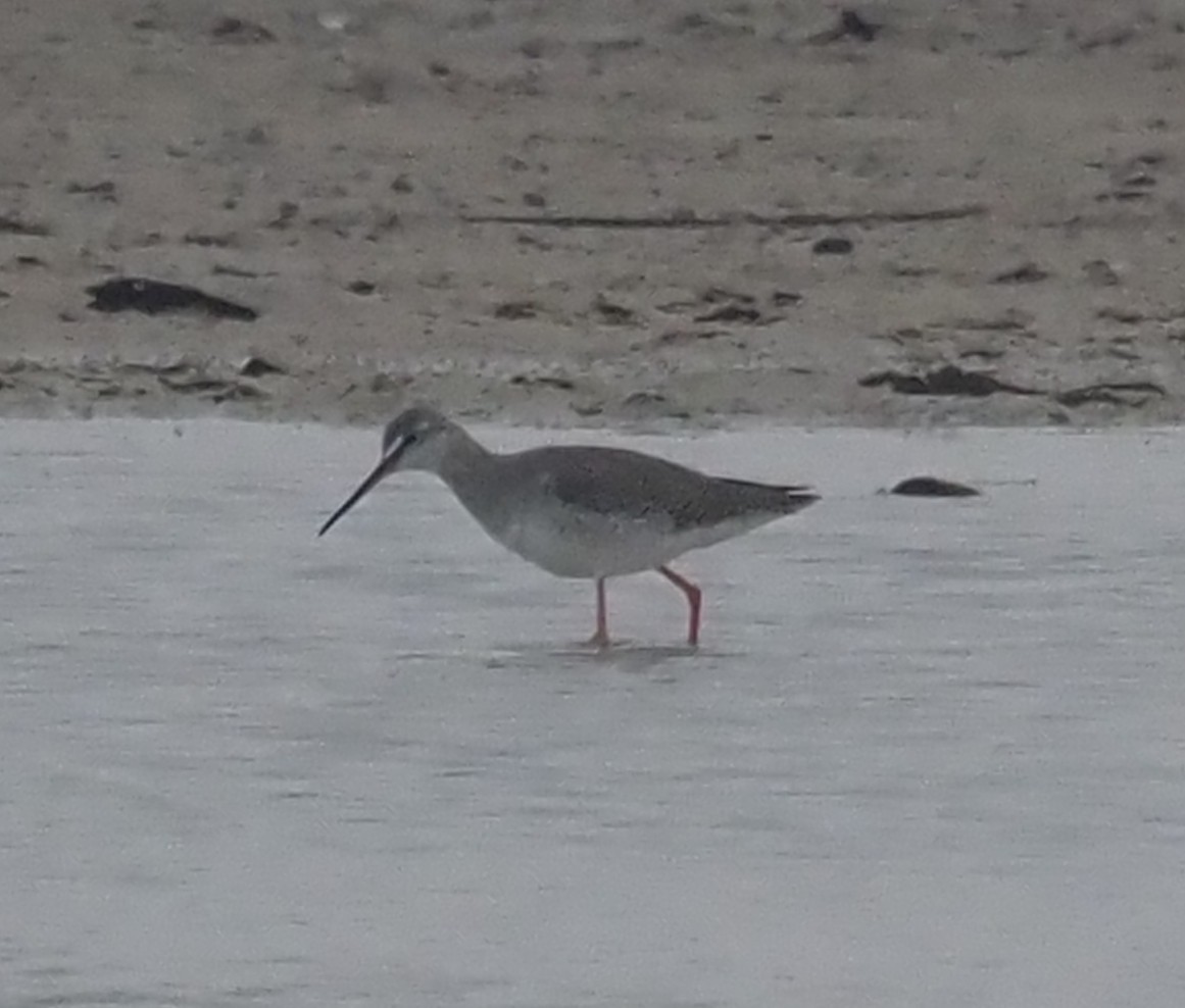 Spotted Redshank - ML545075881