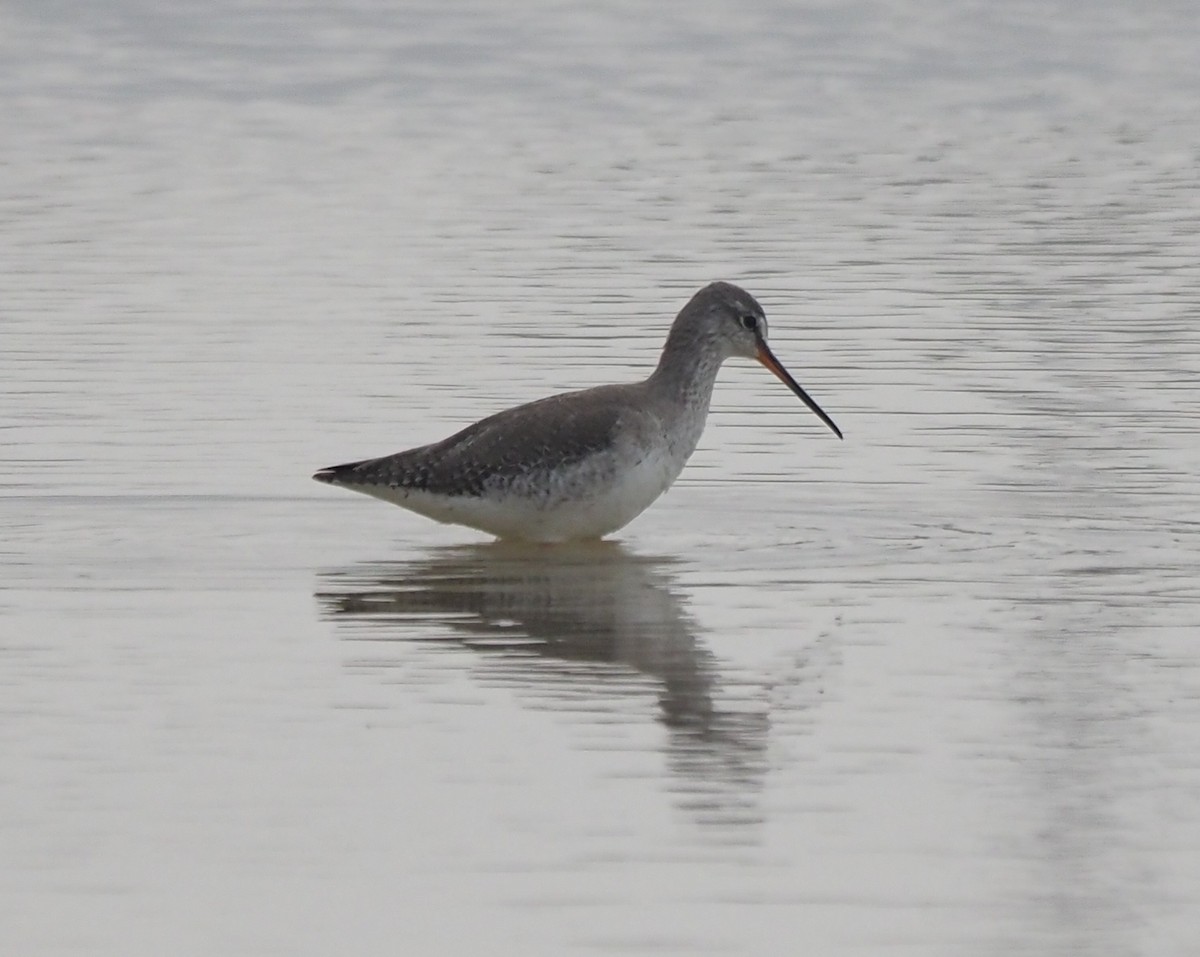 Spotted Redshank - ML545075891