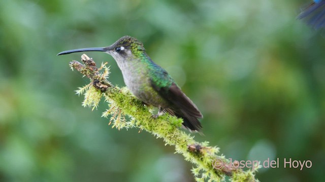 Talamanca Hummingbird - ML545076221