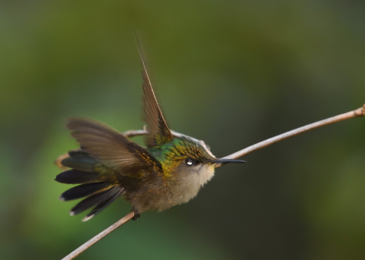 Antillean Crested Hummingbird - ML545080901