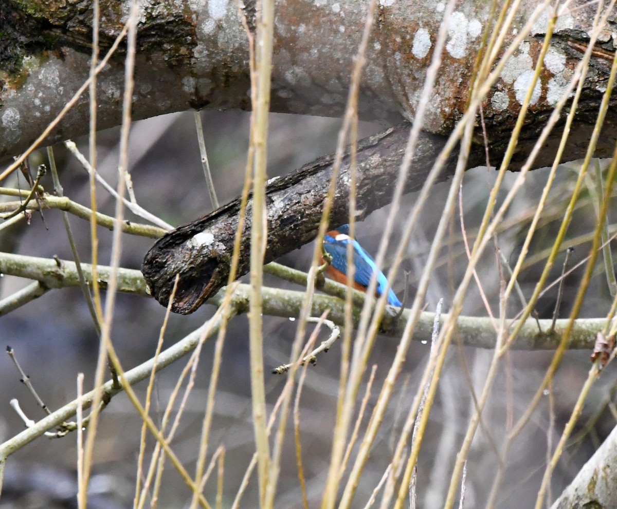 Common Kingfisher (Common) - ML545082341
