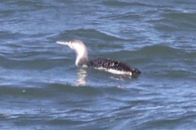 Red-throated Loon - ML545087701