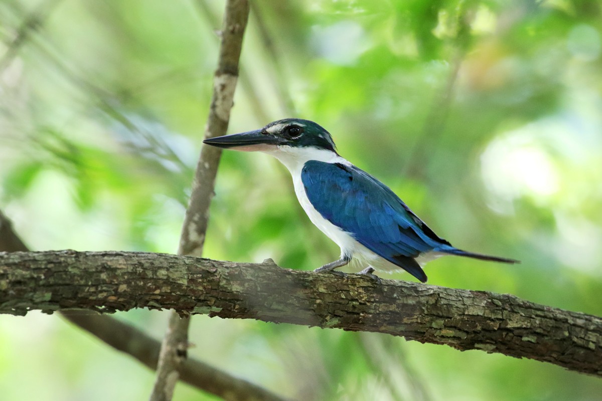Collared Kingfisher - Charley Hesse TROPICAL BIRDING