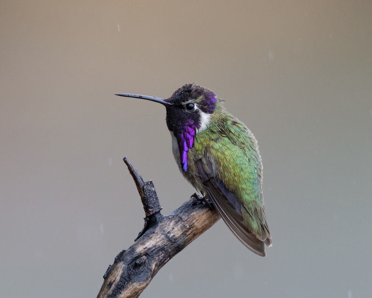 Costa's Hummingbird - ML545091071