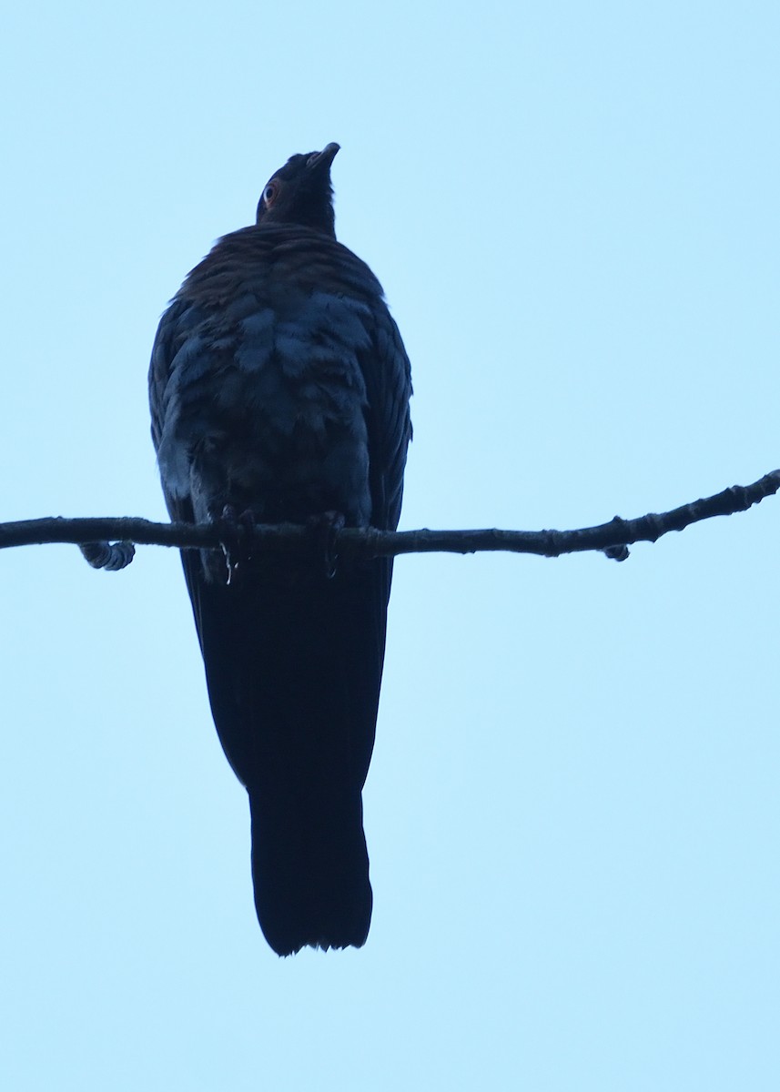 Pigeon à cou rouge - ML545096161