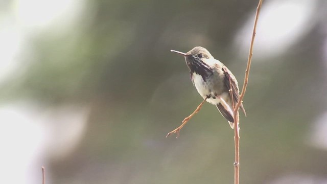 Calliope Hummingbird - ML545099231