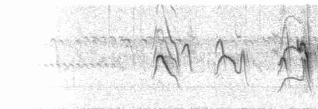  - Speckled Mousebird