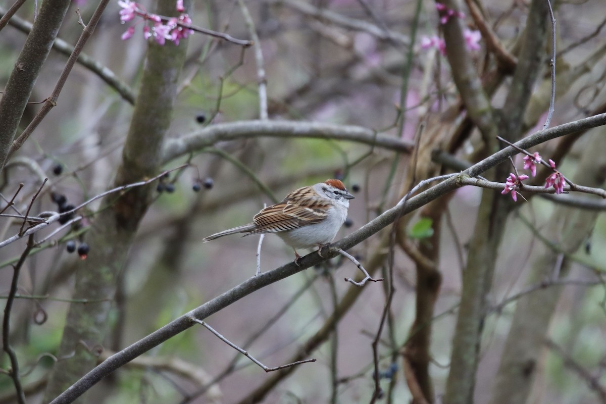 Chipping Sparrow - ML545105561